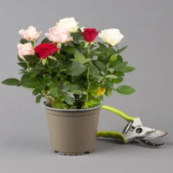 Rose 'Infinity' Rosa-weiß & Rot, Topf-Ø 14 Cm, 2er-Set -Die grüne Ecke 0210550267 rosen trio gemischt 6 122765