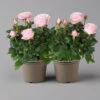 Rose Infinity, Rosa, Topf-Ø 14 Cm, 2er-Set -Die grüne Ecke 0210550294 Rose Infinity rosa T14 2er Set 1 122747