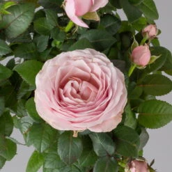 Rose Infinity, Rosa, Topf-Ø 14 Cm, 2er-Set -Die grüne Ecke 0210550294 Rose Infinity rosa T14 2er Set 7 122749