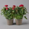 Rose, Rot, Topf-Ø 14 Cm, 2er-Set -Die grüne Ecke 0210550296 rose rot 1 122906