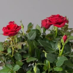 Rose, Rot, Topf-Ø 14 Cm, 2er-Set -Die grüne Ecke 0210550296 rose rot 2 122908