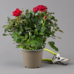 Rose, Rot, Topf-Ø 14 Cm, 2er-Set -Die grüne Ecke 0210550296 rose rot 122907