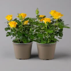 Rose 'Infinity' Gelb, Topf-Ø 14 Cm, 2er-Set