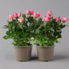 Rose Dunkelrosa, Topf-Ø 14 Cm, 2er-Set -Die grüne Ecke 0210550298 rose dunkelrosa 2 122903