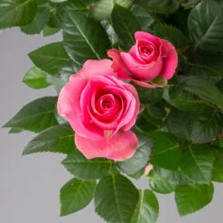 Rose Dunkelrosa, Topf-Ø 14 Cm, 2er-Set -Die grüne Ecke 0210550298 rose dunkelrosa 122905