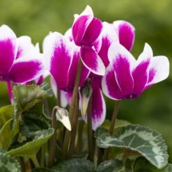Alpenveilchen 'Picola Shine', Weiß-violett, Topf-Ø 10,5cm, Höhe Ca 23cm, 6er-Set -Die grüne Ecke 0210600488 Cyclamen Goblet Shine violett 6er Set