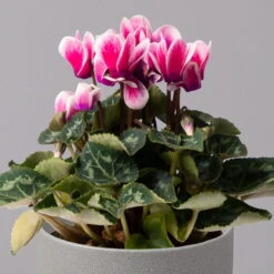 Alpenveilchen 'Picola Shine', Weiß-violett, Topf-Ø 10,5cm, Höhe Ca 23cm, 6er-Set -Die grüne Ecke 0210600488 Cyclamen Picola Shine violett 10cm 6er Set 2 115125
