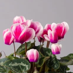 Alpenveilchen 'Picola Shine', Weiß-violett, Topf-Ø 10,5cm, Höhe Ca 23cm, 6er-Set -Die grüne Ecke 0210600488 Cyclamen Picola Shine violett 10cm 6er Set 4 115127