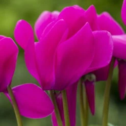 Alpenveilchen, Farbe Zufällig, Topf-Ø 10,5 Cm, Höhe Ca. 23 Cm, 6er-Set -Die grüne Ecke 0210600490 Cyclamen Mix 6er Set 2 1