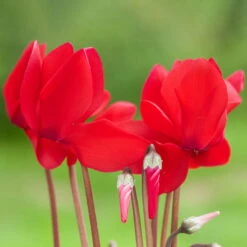 Alpenveilchen-Trio, Zufällige Farben, Topf-Ø 13 Cm, Höhe Ca. 30 Cm, 3er-Set -Die grüne Ecke 0210600490 Cyclamen Mix 6er Set 3