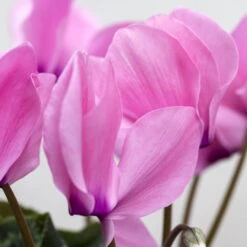 Alpenveilchen-Trio, Zufällige Farben, Topf-Ø 13 Cm, Höhe Ca. 30 Cm, 3er-Set -Die grüne Ecke 0210600490 Cyclamen Mix 6er Set 4