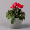 Alpenveilchen, Rot, Topf-Ø 10,5 Cm, Höhe Ca. 23 Cm, 6er-Set -Die grüne Ecke 0210600490 Cyclamen Mix T10 6er Set 1 115234