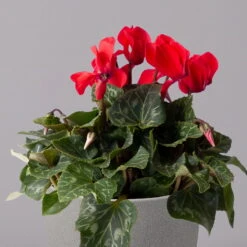 Alpenveilchen, Rot, Topf-Ø 10,5 Cm, Höhe Ca. 23 Cm, 6er-Set -Die grüne Ecke 0210600490 Cyclamen Mix T10 6er Set 2 115235