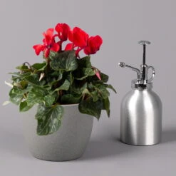 Alpenveilchen, Rot, Topf-Ø 10,5 Cm, Höhe Ca. 23 Cm, 6er-Set -Die grüne Ecke 0210600490 Cyclamen Mix T10 6er Set 3 115236