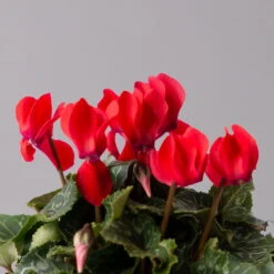 Alpenveilchen, Rot, Topf-Ø 10,5 Cm, Höhe Ca. 23 Cm, 6er-Set -Die grüne Ecke 0210600490 Cyclamen Mix T10 6er Set 4 115237