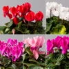 Alpenveilchen, Farbe Zufällig, Topf-Ø 10,5 Cm, Höhe Ca. 23 Cm, 6er-Set -Die grüne Ecke 0210600490 Cyclamen Mix T10 Farbe nach Verfuegbarkeit 6er Set 115238