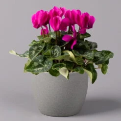 Alpenveilchen, Farbe Zufällig, Topf-Ø 10,5 Cm, Höhe Ca. 23 Cm, 6er-Set -Die grüne Ecke 0210600490 Cyclamen Mix T10 lila 6er Set 1 115224 1