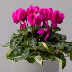 Alpenveilchen, Farbe Zufällig, Topf-Ø 10,5 Cm, Höhe Ca. 23 Cm, 6er-Set -Die grüne Ecke 0210600490 Cyclamen Mix T10 lila 6er Set 2 115225 1