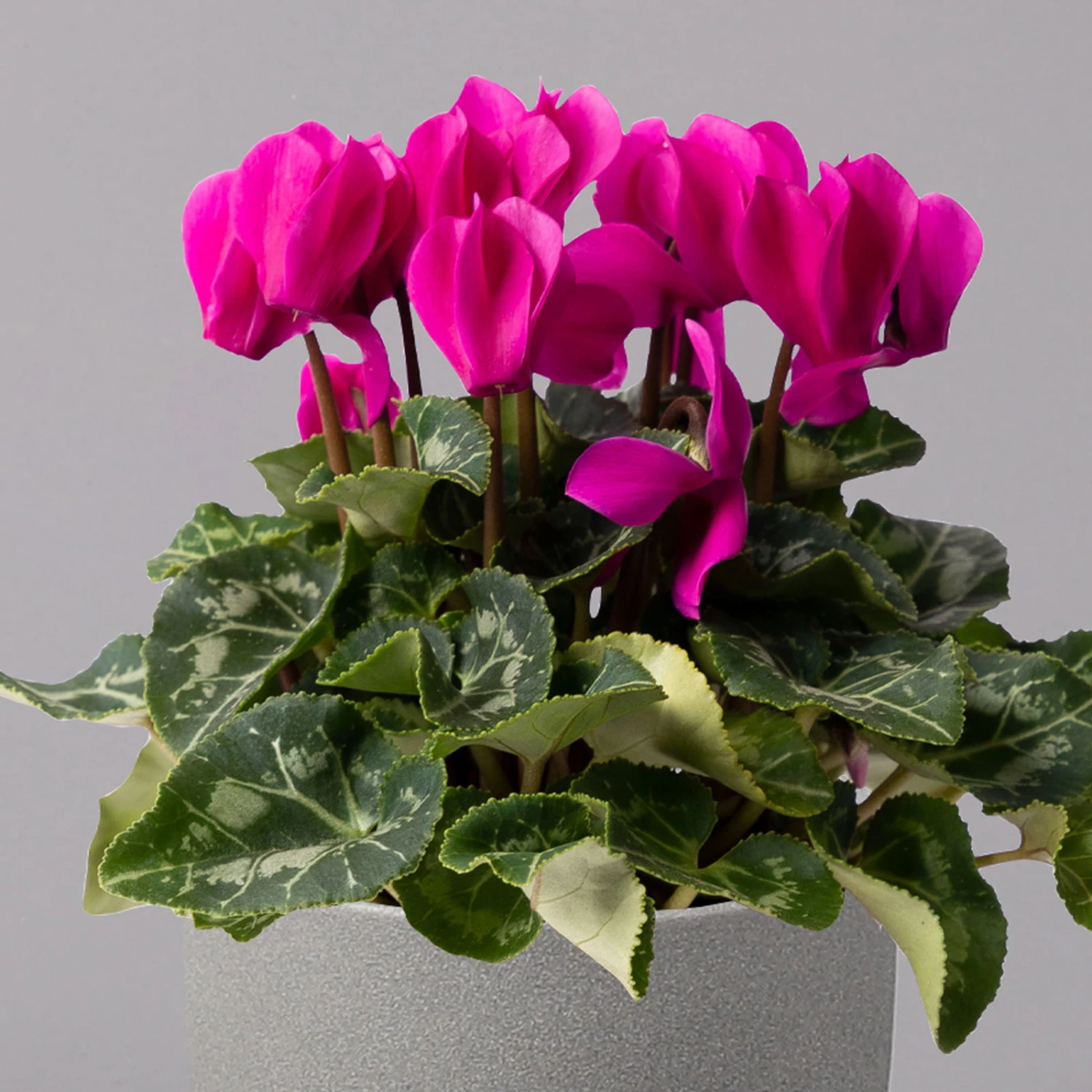 Alpenveilchen, Lila, Topf-Ø 10,5 Cm, Höhe Ca. 23 Cm, 6er-Set 5 Alpenveilchen, Lila, Topf-Ø 10,5 Cm, Höhe Ca. 23 Cm, 6er-Set – Bild 3