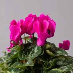 Alpenveilchen, Farbe Zufällig, Topf-Ø 10,5 Cm, Höhe Ca. 23 Cm, 6er-Set -Die grüne Ecke 0210600490 Cyclamen Mix T10 lila 6er Set 4 115227 1