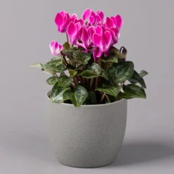 Alpenveilchen, Farbe Zufällig, Topf-Ø 10,5 Cm, Höhe Ca. 23 Cm, 6er-Set -Die grüne Ecke 0210600490 Cyclamen Mix T10 pink 6er Set 1 115214