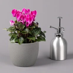 Alpenveilchen, Farbe Zufällig, Topf-Ø 10,5 Cm, Höhe Ca. 23 Cm, 6er-Set -Die grüne Ecke 0210600490 Cyclamen Mix T10 pink 6er Set 3 115216