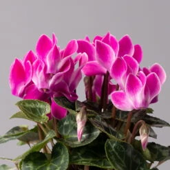 Alpenveilchen, Farbe Zufällig, Topf-Ø 10,5 Cm, Höhe Ca. 23 Cm, 6er-Set -Die grüne Ecke 0210600490 Cyclamen Mix T10 pink 6er Set 4 115217