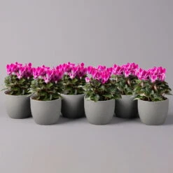 Alpenveilchen, Farbe Zufällig, Topf-Ø 10,5 Cm, Höhe Ca. 23 Cm, 6er-Set -Die grüne Ecke 0210600490 Cyclamen Mix T10 pink 6er Set 115213