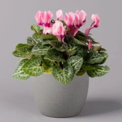 Alpenveilchen, Farbe Zufällig, Topf-Ø 10,5 Cm, Höhe Ca. 23 Cm, 6er-Set -Die grüne Ecke 0210600490 Cyclamen Mix T10 rosa 6er Set 1 115219