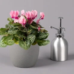 Alpenveilchen, Farbe Zufällig, Topf-Ø 10,5 Cm, Höhe Ca. 23 Cm, 6er-Set -Die grüne Ecke 0210600490 Cyclamen Mix T10 rosa 6er Set 3 115221
