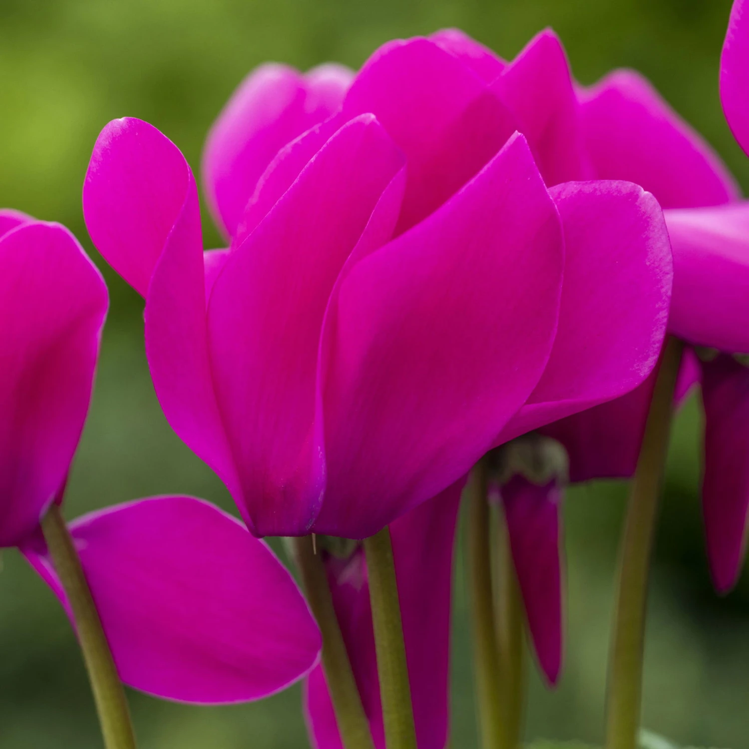 Alpenveilchen, Lila, Topf-Ø 10,5 Cm, Höhe Ca. 23 Cm, 6er-Set 4 Alpenveilchen, Lila, Topf-Ø 10,5 Cm, Höhe Ca. 23 Cm, 6er-Set – Bild 2