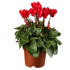 Alpenveilchen, Rot, Topf-Ø 10,5 Cm, Höhe Ca. 23 Cm, 6er-Set -Die grüne Ecke 0210600493 Cyclamen rot 6er Set 1