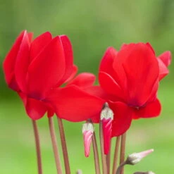 Alpenveilchen, Rot, Topf-Ø 10,5 Cm, Höhe Ca. 23 Cm, 6er-Set -Die grüne Ecke 0210600493 Cyclamen rot 6er Set 2