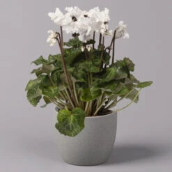 Alpenveilchen, Weiß, Gefranst, Topf-Ø 10,5 Cm, Höhe Ca. 23 Cm, 6er-Set -Die grüne Ecke 0210600494 Cyclamen Merengue 10cm weiss 3er Set 2 115394