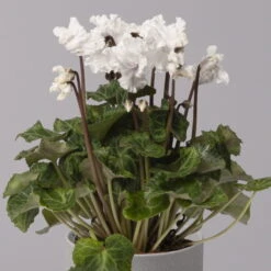 Alpenveilchen, Weiß, Gefranst, Topf-Ø 10,5 Cm, Höhe Ca. 23 Cm, 6er-Set -Die grüne Ecke 0210600494 Cyclamen Merengue 10cm weiss 3er Set 3 115395