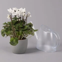 Alpenveilchen, Weiß, Gefranst, Topf-Ø 10,5 Cm, Höhe Ca. 23 Cm, 6er-Set -Die grüne Ecke 0210600494 Cyclamen Merengue 10cm weiss 3er Set 4 115396