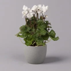 Alpenveilchen, Weiß, Gefranst, Topf-Ø 10,5 Cm, Höhe Ca. 23 Cm, 6er-Set -Die grüne Ecke 0210600494 Cyclamen Merengue 10cm weiss 3er Set ohneKanne 116227