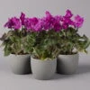 Alpenveilchen, Lila, Gefranst, Topf-Ø 10,5 Cm, Höhe Ca. 23 Cm, 6er-Set -Die grüne Ecke 0210600495 Cyclamen Merengue lila 10cm 3er Set 1 115542