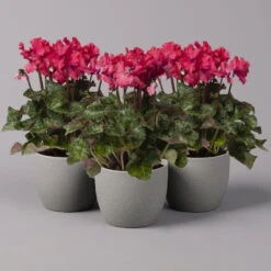 Alpenveilchen, Rot, Gefranst, Topf-Ø 10,5 Cm, Höhe Ca. 23 Cm, 6er-Set