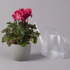 Alpenveilchen, Rot, Gefranst, Topf-Ø 10,5 Cm, Höhe Ca. 23 Cm, 6er-Set -Die grüne Ecke 0210600496 Cyclamen Merengue rot 10cm 3er Set 2 115541