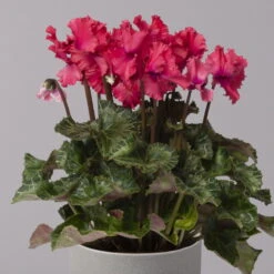 Alpenveilchen, Rot, Gefranst, Topf-Ø 10,5 Cm, Höhe Ca. 23 Cm, 6er-Set -Die grüne Ecke 0210600496 Cyclamen Merengue rot 10cm 3er Set 4 115540