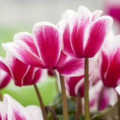 Alpenveilchen, Zweifarbig, Zufällige Farbe, Topf-Ø 13 Cm, Höhe Ca. 30cm, 3er-Set -Die grüne Ecke 0210600497 Cyclamen Halios Fantasia Mix 3er Set 1