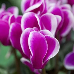 Alpenveilchen, Zweifarbig, Zufällige Farbe, Topf-Ø 13 Cm, Höhe Ca. 30cm, 3er-Set -Die grüne Ecke 0210600497 Cyclamen Halios Fantasia Mix 3er Set 2