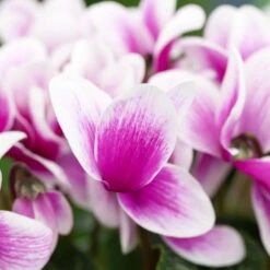 Alpenveilchen, Zweifarbig, Zufällige Farbe, Topf-Ø 13 Cm, Höhe Ca. 30cm, 3er-Set -Die grüne Ecke 0210600497 Cyclamen Halios Fantasia Mix 3er Set 3