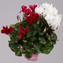 Alpenveilchen-Trio, Zufällige Farben, Topf-Ø 13 Cm, Höhe Ca. 30 Cm, 3er-Set -Die grüne Ecke 0210600498 Cyclamen persicum Trio 3er Set 13 117603