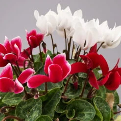 Alpenveilchen-Trio, Zufällige Farben, Topf-Ø 13 Cm, Höhe Ca. 30 Cm, 3er-Set -Die grüne Ecke 0210600498 Cyclamen persicum Trio 3er Set 17 117602