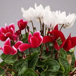 Alpenveilchen-Trio, Zufällige Farben, Topf-Ø 13 Cm, Höhe Ca. 30 Cm, 3er-Set -Die grüne Ecke 0210600498 Cyclamen persicum Trio 3er Set 18 117597