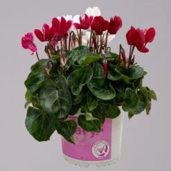 Alpenveilchen-Trio, Zufällige Farben, Topf-Ø 13 Cm, Höhe Ca. 30 Cm, 3er-Set -Die grüne Ecke 0210600498 Cyclamen persicum Trio 3er Set 2 117599