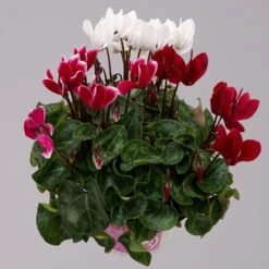 Alpenveilchen-Trio, Zufällige Farben, Topf-Ø 13 Cm, Höhe Ca. 30 Cm, 3er-Set -Die grüne Ecke 0210600498 Cyclamen persicum Trio 3er Set 4 117598