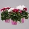 Alpenveilchen-Trio, Zufällige Farben, Topf-Ø 13 Cm, Höhe Ca. 30 Cm, 3er-Set -Die grüne Ecke 0210600498 Cyclamen persicum Trio 3er Set 5 1 117596